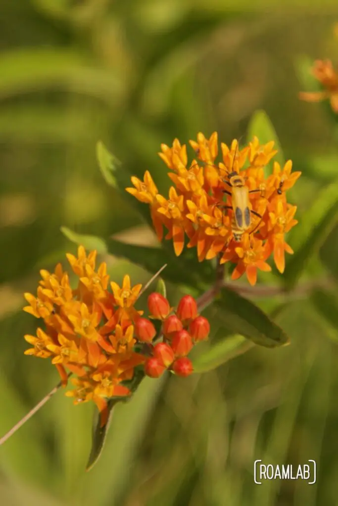 Cluster of small bright orange flowers with an orange beatle. 