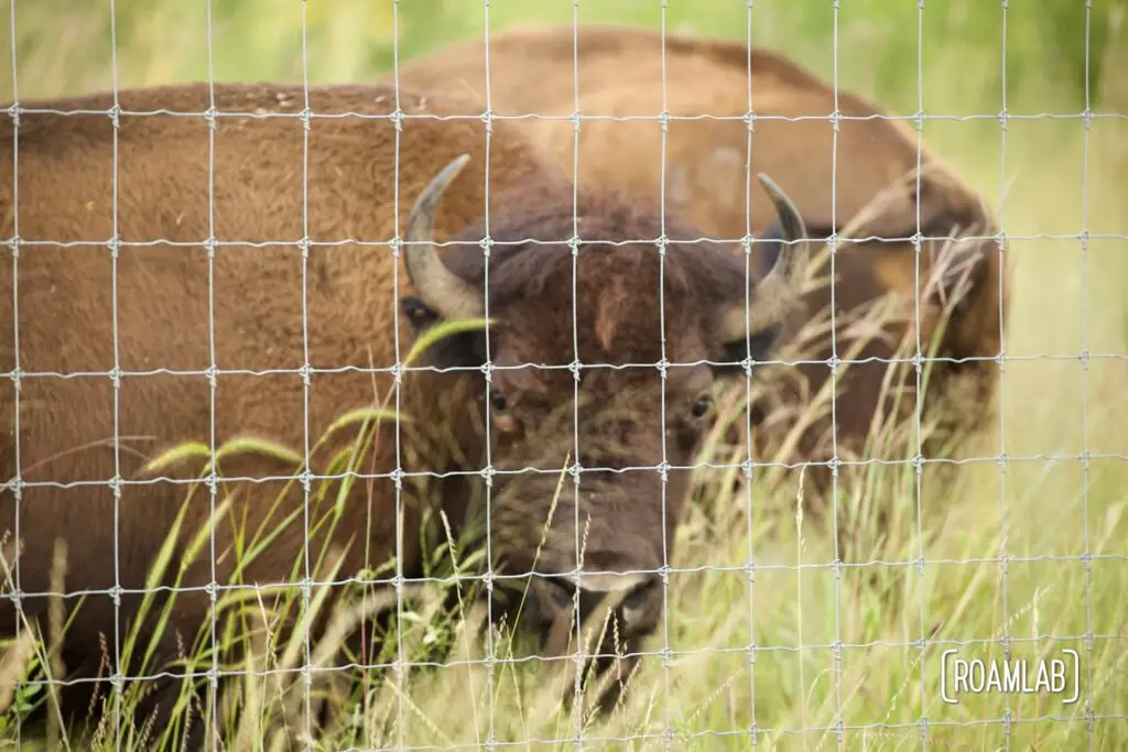 Bison looking directly at the camera through a mesh fence.