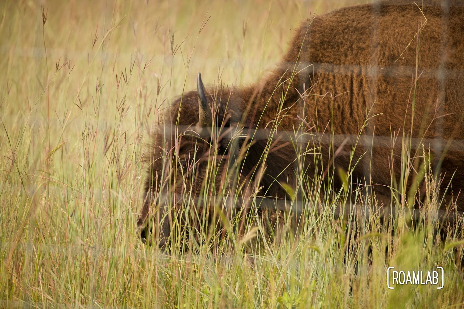 Bison head obscured by tall grasses .