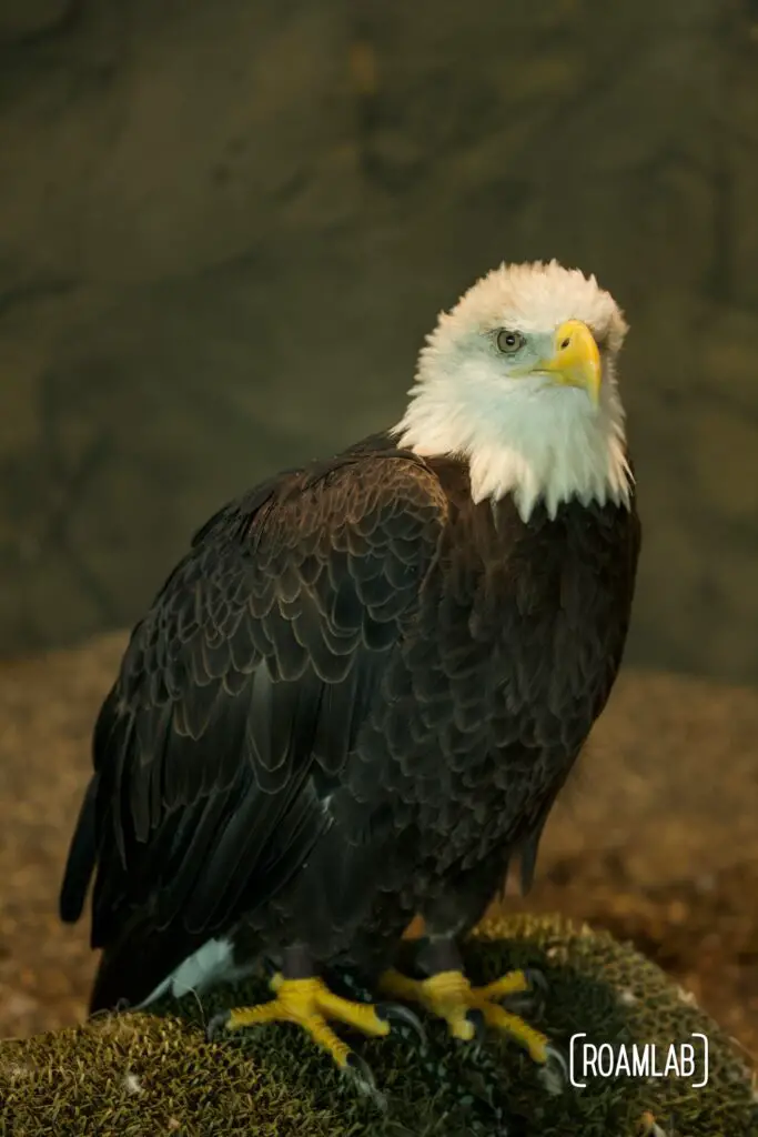 Bald eagle looking at the camera