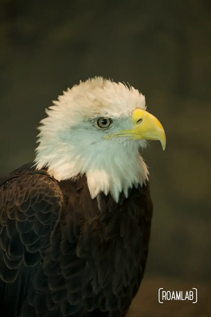Close up portrait of a bald eagle