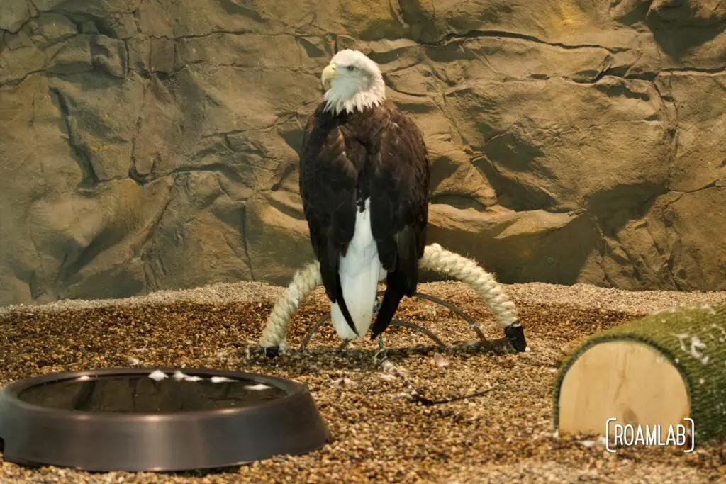 Bald eagle sitting on a rope perch.