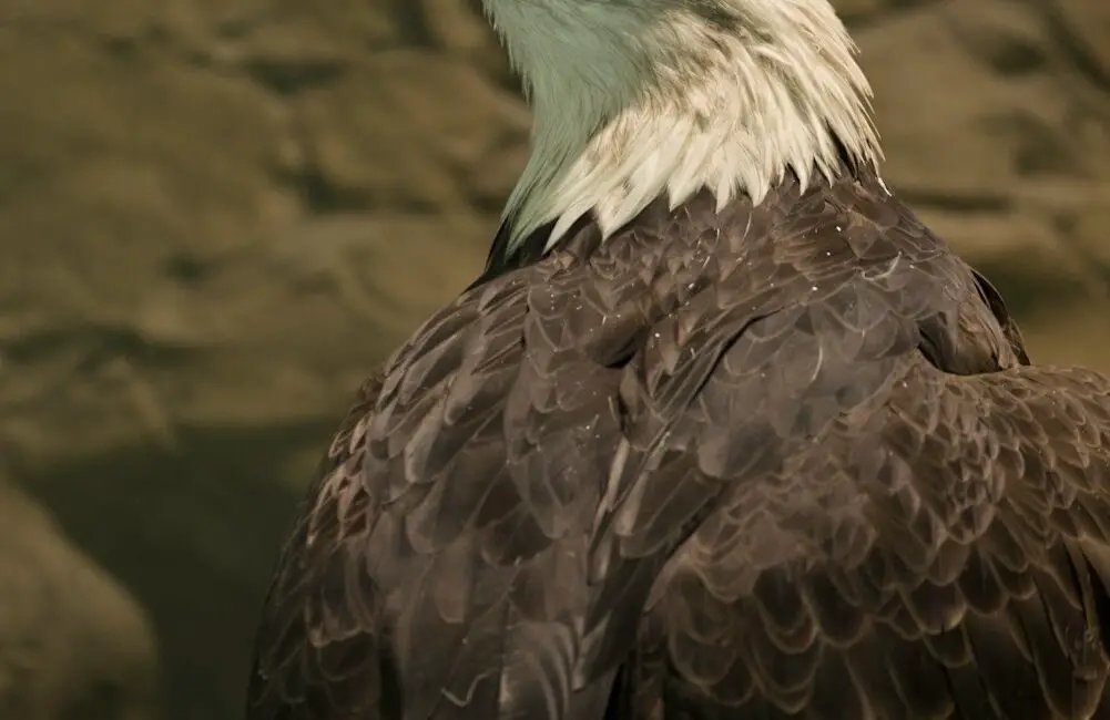 Bald eagle looking behind its back at the camera.