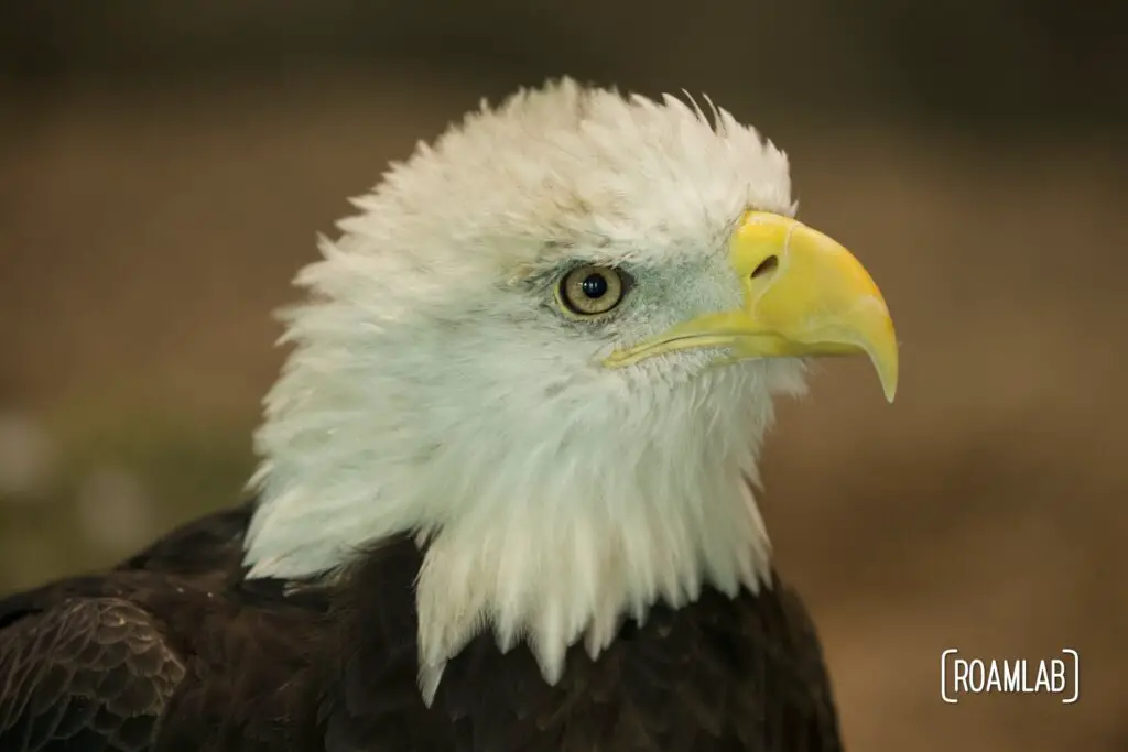 Close up portrait of a bald eagle