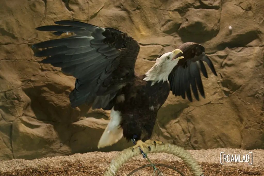 Bald eagle, wings spread, head raised in a vocalization.