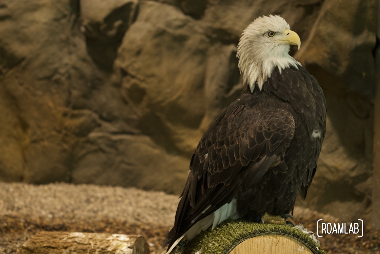 Bald eagle on a turf perch.