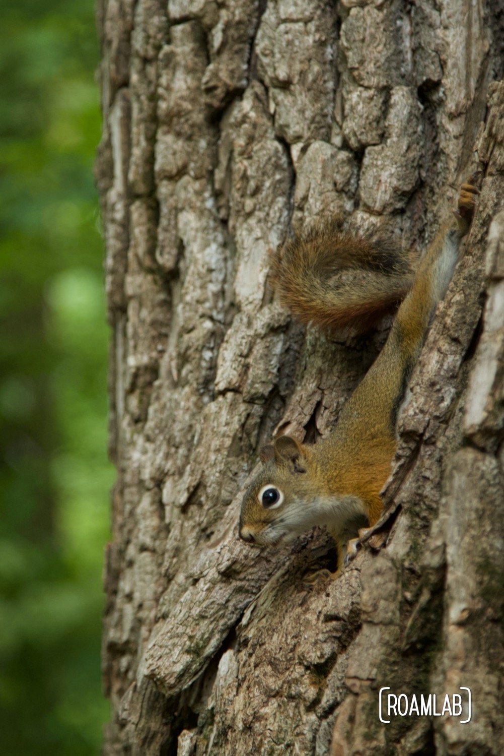 Red squirrel climbing down a tree.