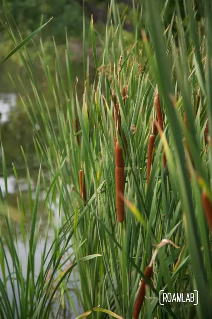 Cattails crowding the shoreline of a lake.