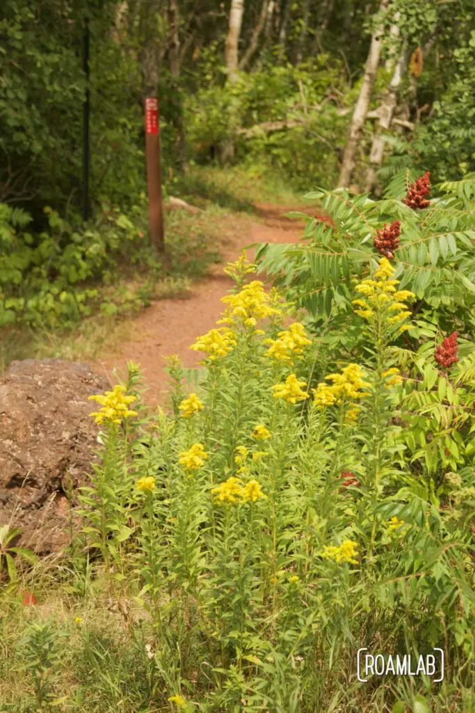 Wild flowers around a red dirt trail