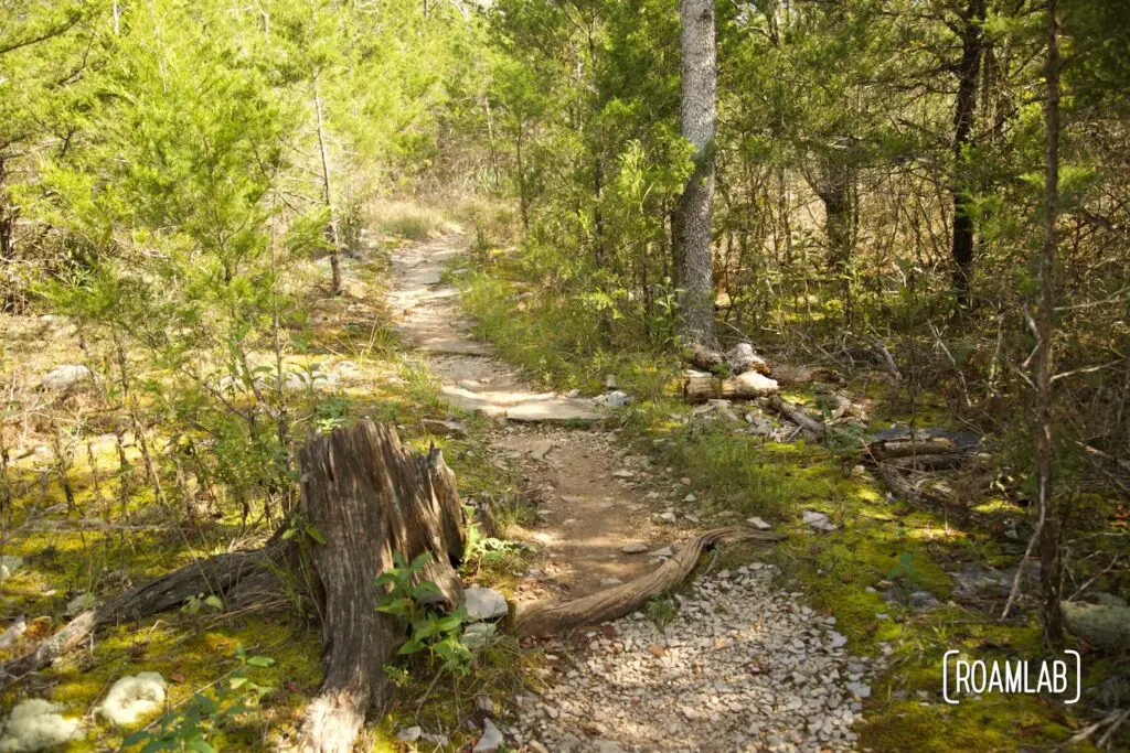 Narrow gravel trail with large roots across the way.