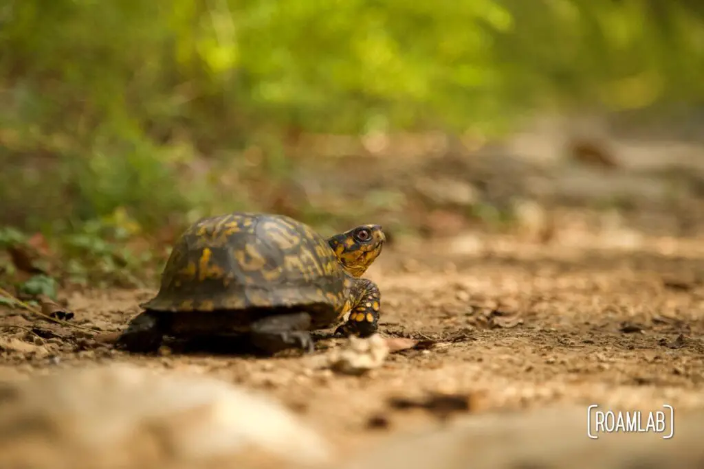 Small tortoise on the side of a trail.