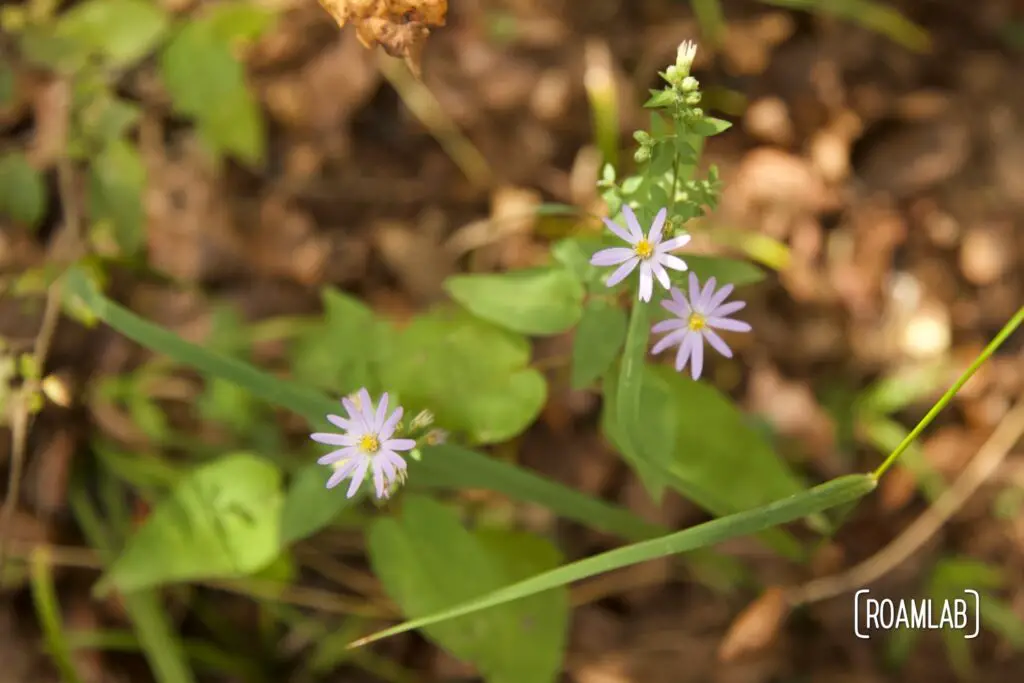 Small purple wildflowers.