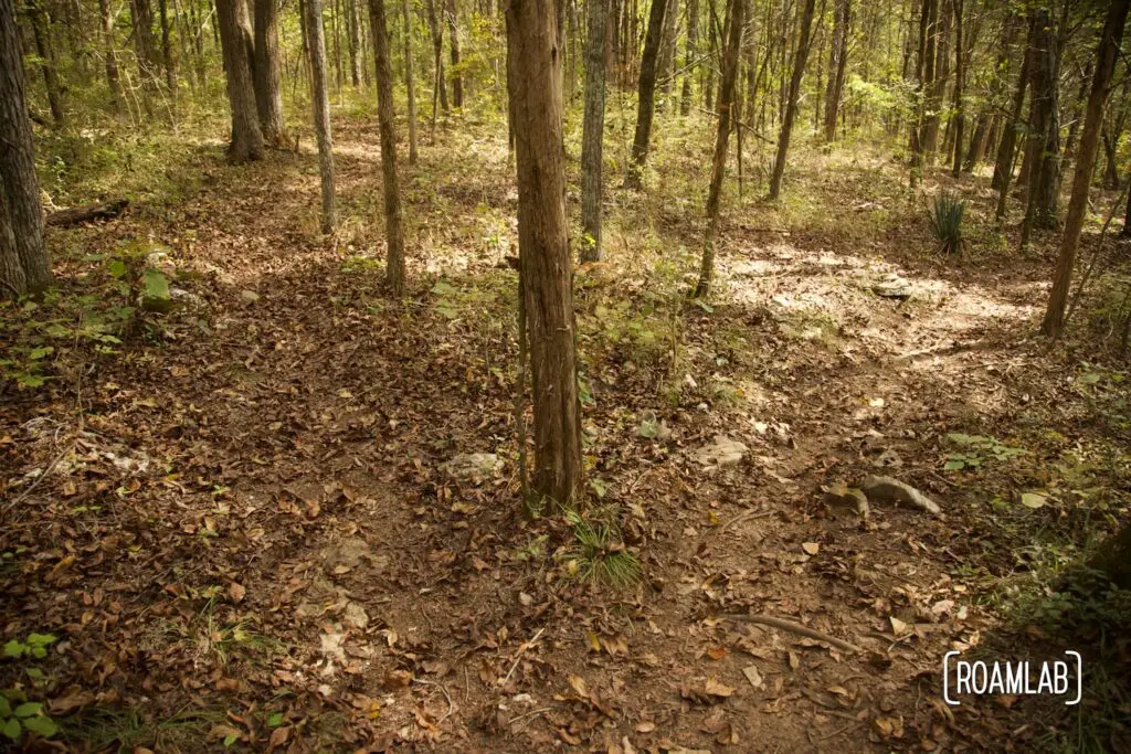 Trail view winding through a forest.