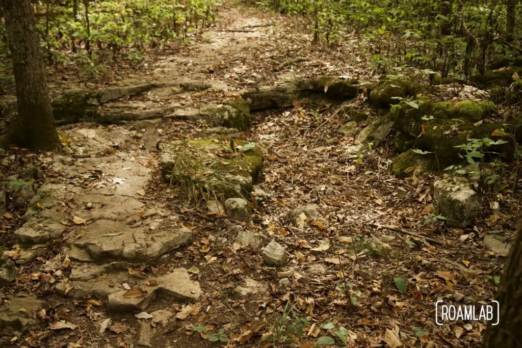Rocky trail with trees and grass.