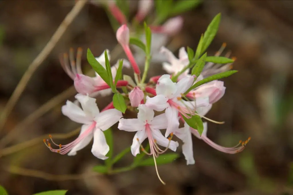 Delicate light pink Piedmont Azalea blooming in the forest