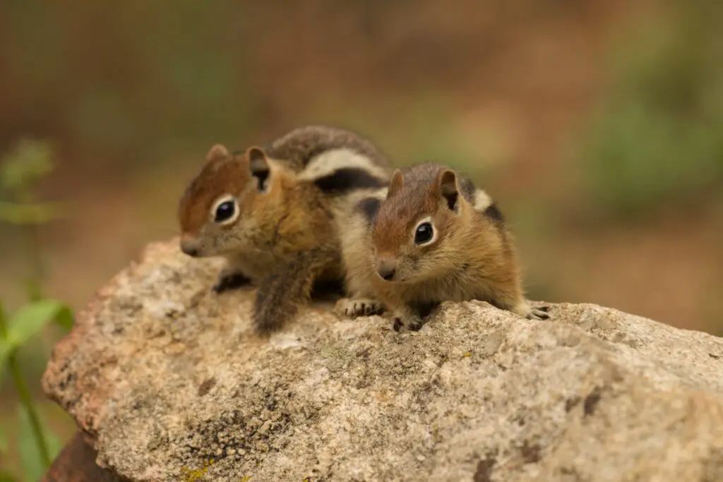 Two young chipmunks on a rock.